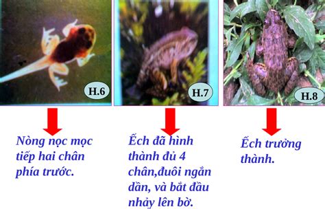  Ấu Đế: Một Loài Lưỡng Cư Phi Thường, Tự Phát Triển Từ Những Con Ếch Nhỏ Để Trở Thành Kẻ Chiến Binh Vô Địch Trong Thế Giới Khôn Rào!