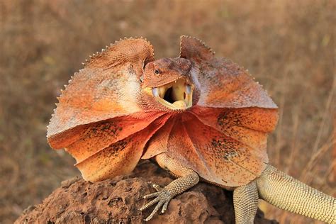  Rồng Úc - Một Loài Bò Sát Hữu Hình Thể Kỳ Lạ Có Chức Năng L extraordinarily Camouflages Itself To Prey On Unsuspecting Victims!