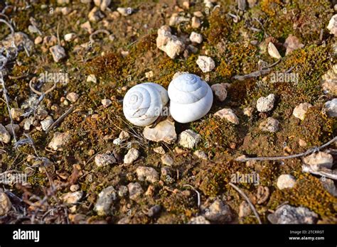  Iberus Alvogensis:  A Tiny Snail With a Big Personality That Climbs Mountains and Defies Gravity!