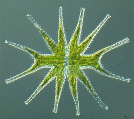  Micrasterias! Unveiling the Secrets of This Exquisite Freshwater Algae with Its Remarkable Star-Shaped Symmetry