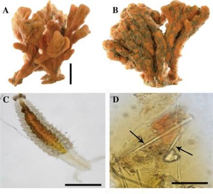  Microciona prolifera: Một Bóng Biển Nhỏ với Khả năng Tái Sinh Lạ Thường!