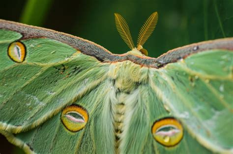  Robin Moth! Learn About Its Stunning Wing Patterns and Nocturnal Flight Habits