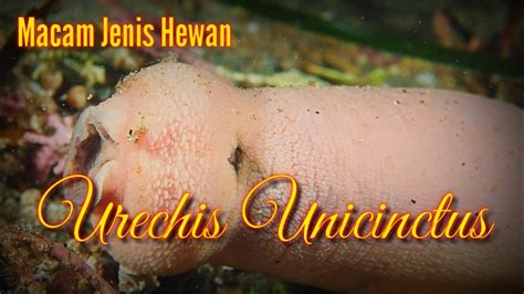  Urechis Unicinctus: Con Giun Biển Lụa Sống Nơi Bùn Lầy Thâm Cảm, Từng Phát Triển Khả Năng Nhai Mực!