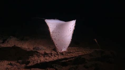  Bathyxiphus! A Curious Sponge That Thrives In The Deepest Ocean Depths