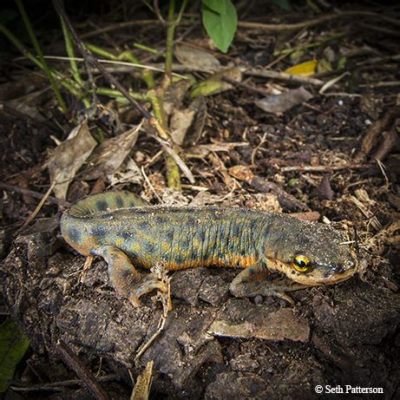  Black-Spotted Newt - A Creature With Sleek Skin That Thrives In Hidden Waters!