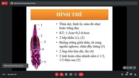  Clonorchis Sinensis: Một Ký Sinh Trùng Sống Trong Gan Con Người Và Những Bí Ẩn Về Chu kỳ Sống Của Nó!