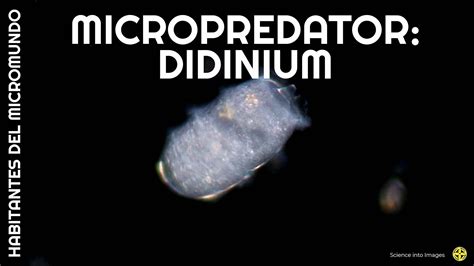  Didinium: A Tiny Predator With Unstoppable Hunger and Exquisite Ciliary Warfare