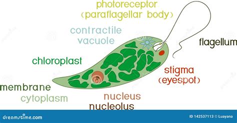  Euglena: Con Quái Vật Siêu Vi Ủy Dị Mặc Đang Hấp Thụ Ánh Nắng Qua Các Thân Trắng Trong Suốt?