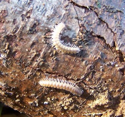  Flatback Millipede: The Underground Architect With Legs For Days!