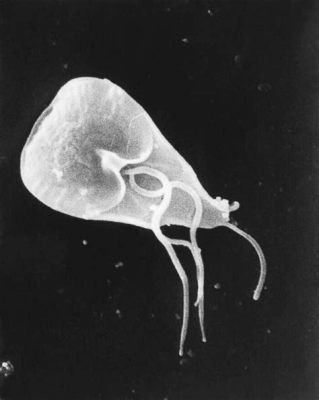  Giardia Lamblia: Một Ký Sinh Trùng Đáng Ngạc nhiên Có Khả Năng Gây Rối Loạn Tiêu Hóa!