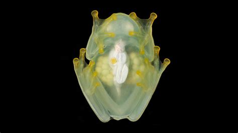  Glass Frog: These Tiny Amphibians Are Masters of Camouflage!