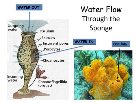  Neoesperiopsina:  Discover its Unusual Sponge-like Beauty and Underwater Filtering Prowess!