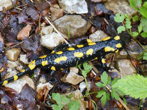  Newt! This Nocturnal Amphibian Masters Camouflage and Uses Its Tail for Defense!