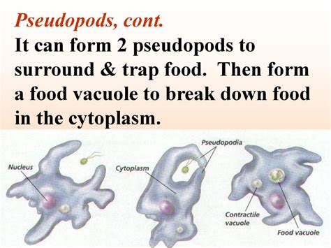  Opercularia: This Single-Celled Creature Can Trap Its Food With Elegant Pseudopods!