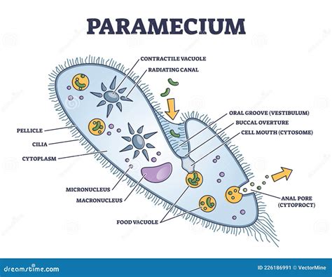  Paramecium! These Microscopic Marvels Are Masters of Movement and Feasting Frenzy