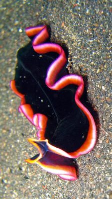  Prostheceraeus: A Tiny Flatworm With Remarkable Regenerative Abilities!