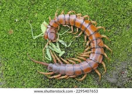  Scolopendra: Một Loài Động Chân Đa Nhánh Thuộc Vũ Trụ Chân Chấp Và Là Huyền Thoại Hồi Sinh Của Thế Giới Khôn Lòng!