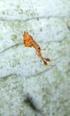  Uloborus: The Tiny Weaver with a Hunger for Bugs!