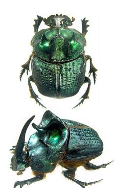  Underestimated Wonders: The Unassuming Unicorn Beetle Embraces Its Armor Like a Glittering Suit!