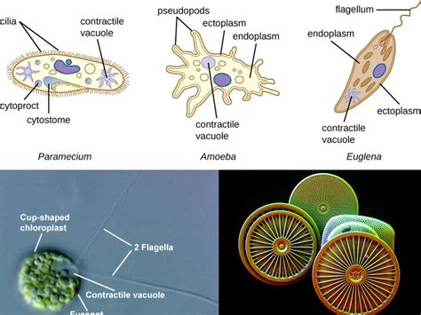  Uranocystis! The One-Celled Parasite That Makes Fish Look Funky