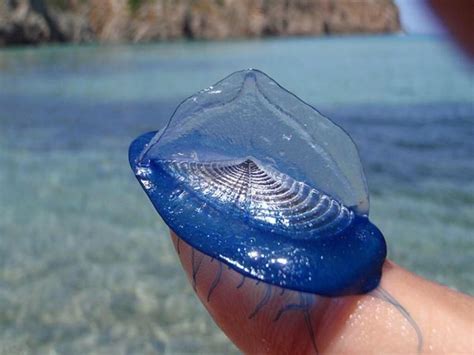  Velella Velella: Một sinh vật kỳ lạ lơ lửng trên mặt nước như thể đang thách thức định luật hấp dẫn!