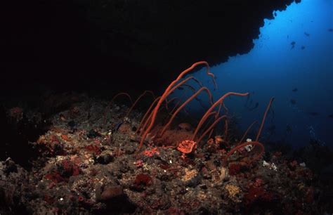  Whip Coral: These Elegant Underwater Trees Are Hiding A Deadly Secret!