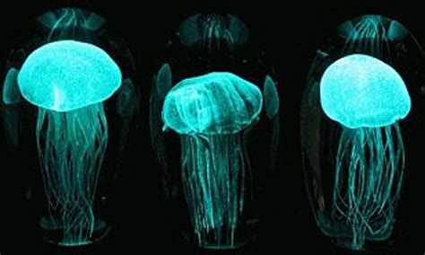  Xaniomorpha: What Kind of Bizarre Jellyfish Can Glow in the Dark?