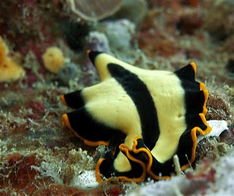  Xiphidioplax! An Unusual Flatworm Leading an Equally Odd Life