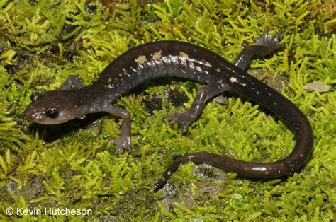  Yellow-spotted Salamander:  A Master of Metamorphosis Navigating the Murky Depths!