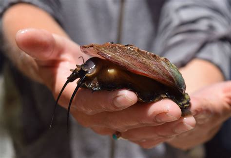  Yellow-Striped Abalone: Can You Imagine an Ocean Snail Sporting Stylish Stripes Like a Fashion Model?